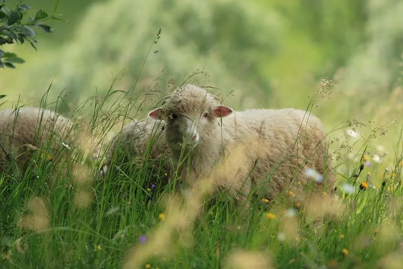 Sromowce Wyżne i okolica